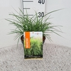 Miscanthus sinensis Strictus