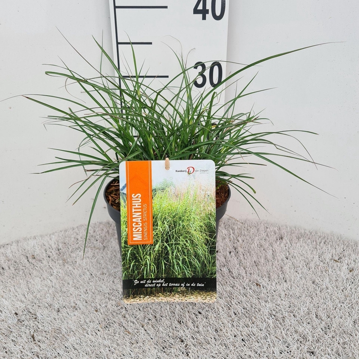 <h4>Miscanthus sinensis Strictus</h4>