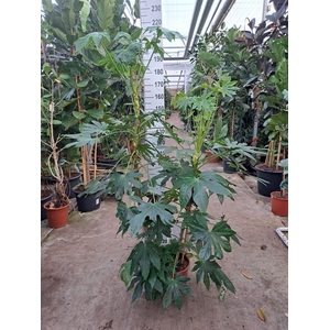 Fatsia japonica   ...