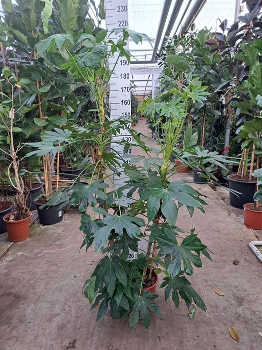 <h4>Fatsia japonica   ...</h4>