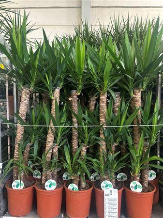 <h4>Yucca 90-60-30 2+</h4>