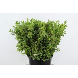 MYRTUS COMMUNIS