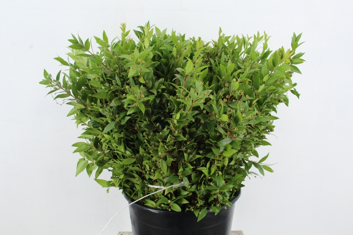 <h4>MYRTUS COMMUNIS</h4>