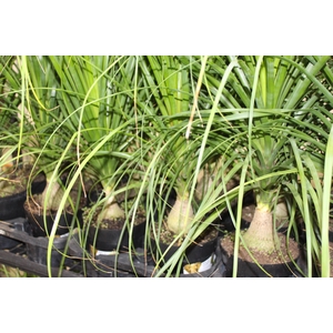 BEAUCARNEA P17