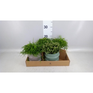 Rhipsalis   ...mix