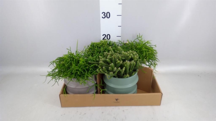 <h4>Rhipsalis   ...mix</h4>