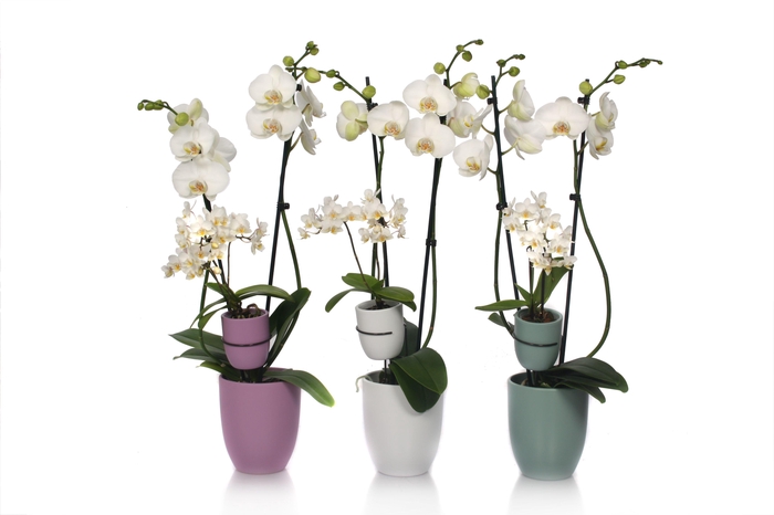 <h4>Hugo Hotel Mix Phal Wit 2T+ Tiny Dolls 2T</h4>
