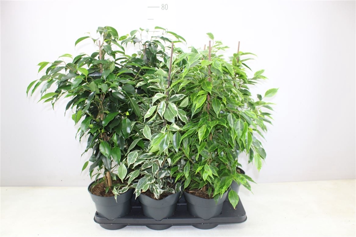 Ficus Gemengd A2