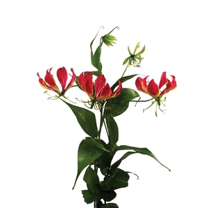 GLORIOSA 060 CM