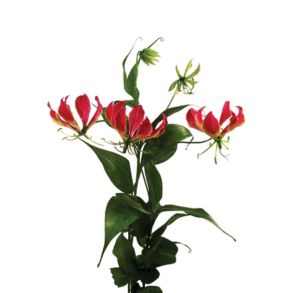 GLORIOSA 060 CM