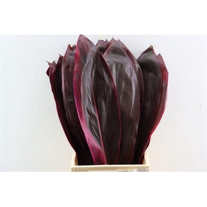 Cordyline Big Red Leaf