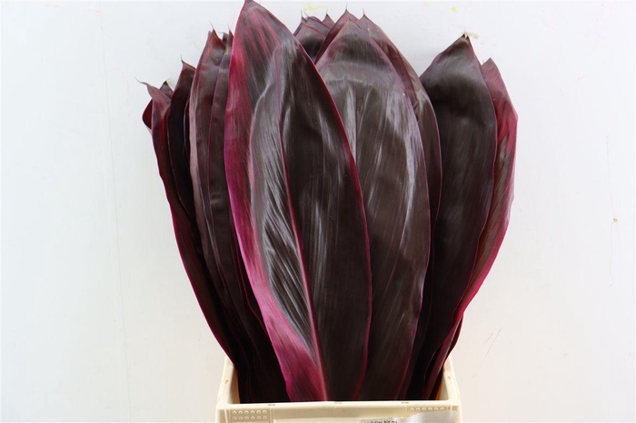 <h4>Cordyline Big Red Leaf</h4>