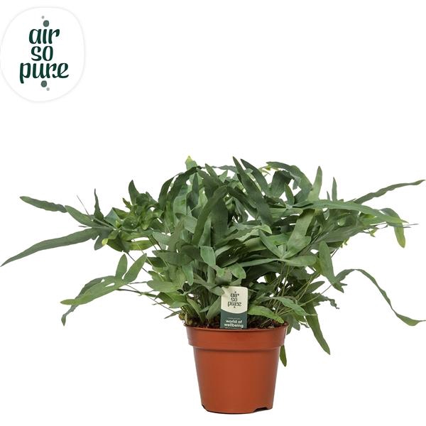 <h4>Phlebodium aureum 'Blue Star'</h4>