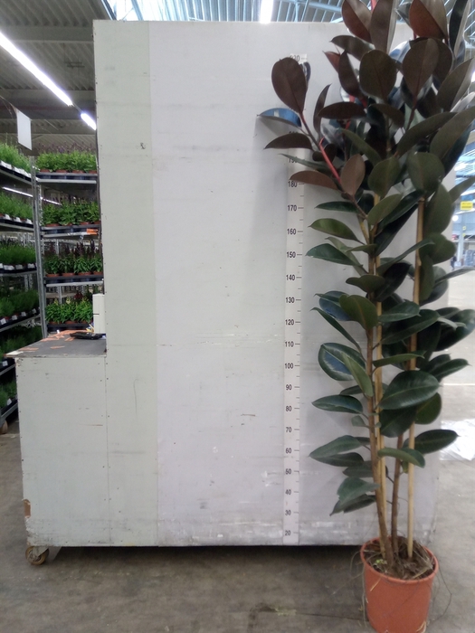 <h4>Ficus elastica 'Abidjan'</h4>