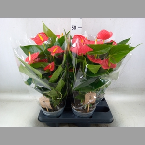 Anthurium andr. 'Esudo'