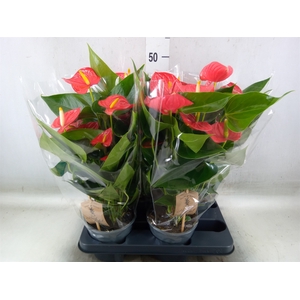 Anthurium andr. 'Esudo'