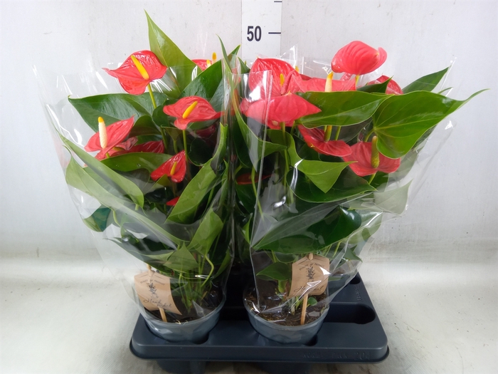 <h4>Anthurium andr. 'Esudo'</h4>