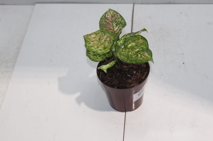 <h4>AGLAONEMA TRICOLOR P12</h4>