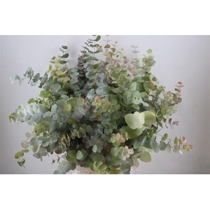 Euca Stuartiana Autumn P Bunch