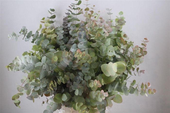 <h4>Euca Stuartiana Autumn P Bunch</h4>