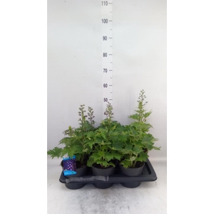 Delphinium el. 'PacG MagicFountian'