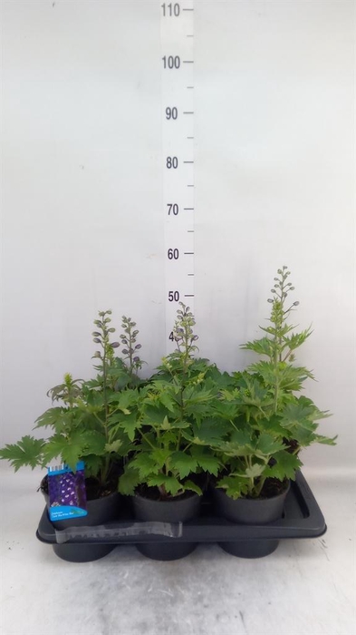 <h4>Delphinium el. 'PacG MagicFountian'</h4>