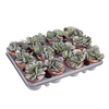 Succulenten overig Adromischus Trigynus, AD8003