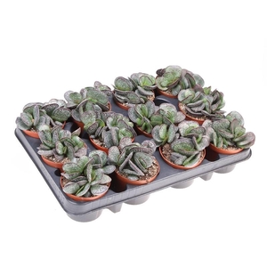 Succulenten overig Adromischus Trigynus, AD8003