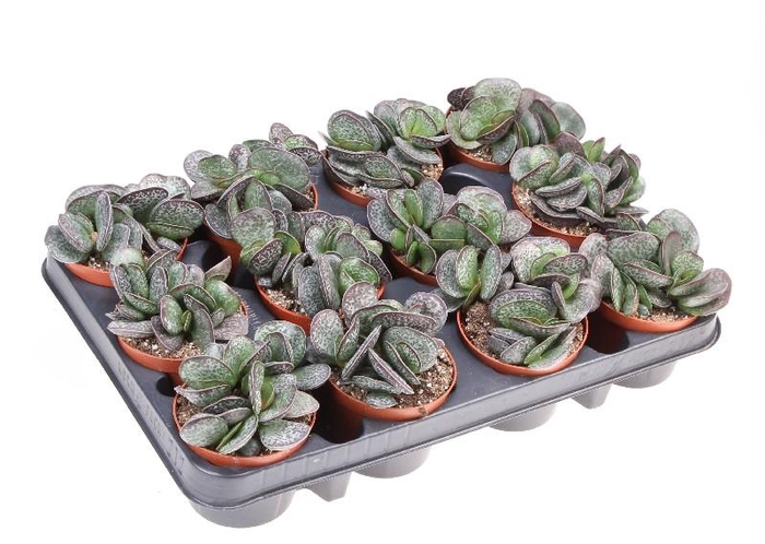Succulenten overig Adromischus Trigynus, AD8003