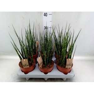 Sansevieria  'Fernwood'