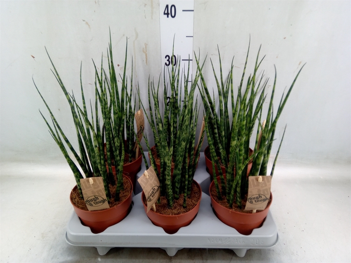 <h4>Sansevieria  'Fernwood'</h4>