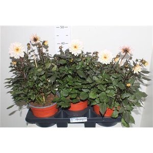 Dahl Garden White