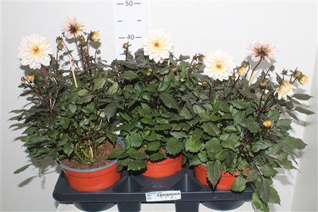 <h4>Dahl Garden White</h4>