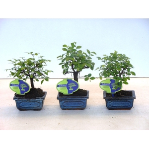 Zelkova parvifolia, 12cm., broom, without driptray