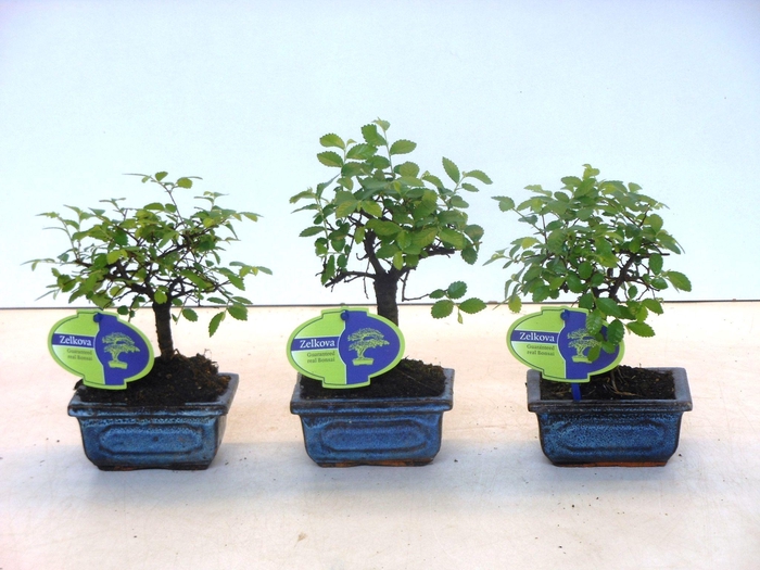 <h4>Zelkova parvifolia, 12cm., broom, without driptray</h4>