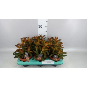 Kalanchoe NF tomentosa