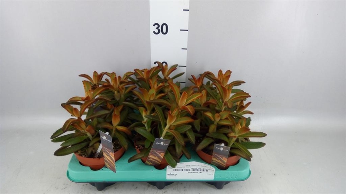 <h4>Kalanchoe NF tomentosa</h4>