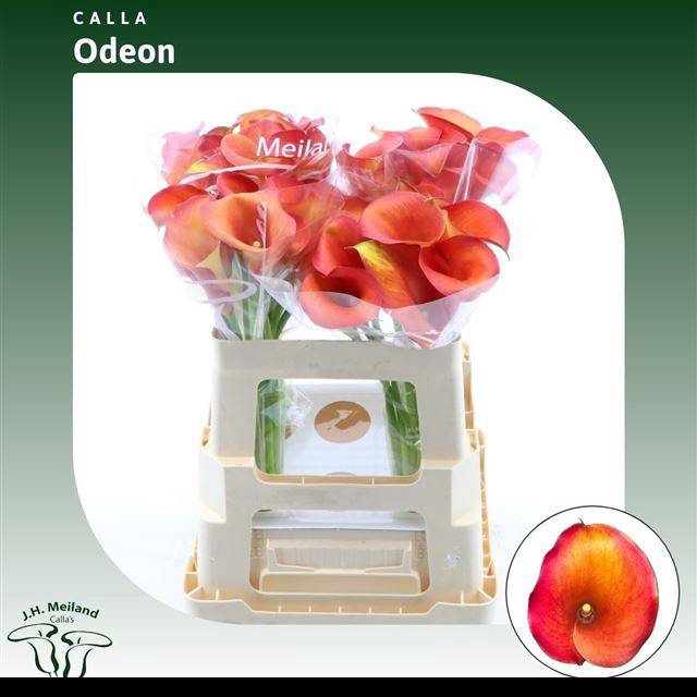 <h4>Zant Capt Odeon</h4>