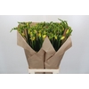 Freesia One XXL Yellow