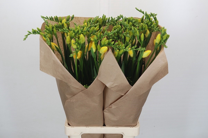 Freesia One XXL Yellow