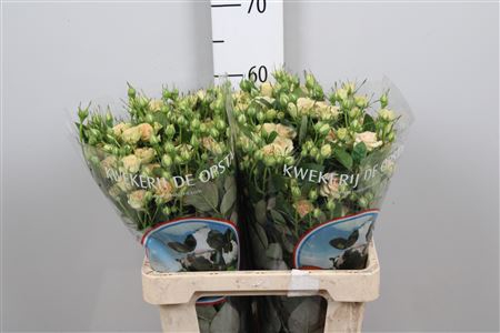 <h4>R Tr Romantic Pepita</h4>