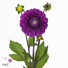 Dahlia Dec Cartouche