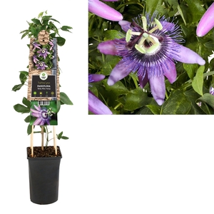 Passiflora 'Betty Miles Young' +3.0 label