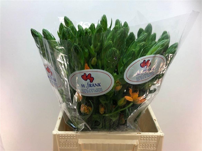 <h4>ORNIT DB MAGIC STAR</h4>