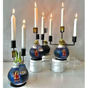 Bloembol Hippeastrum