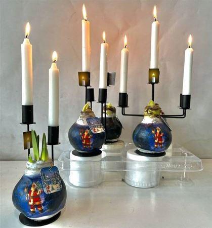 <h4>Bloembol Hippeastrum</h4>