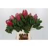 Protea Cynaroides Madiba