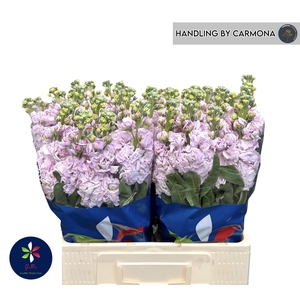 MATTH IRON CHERRY BL