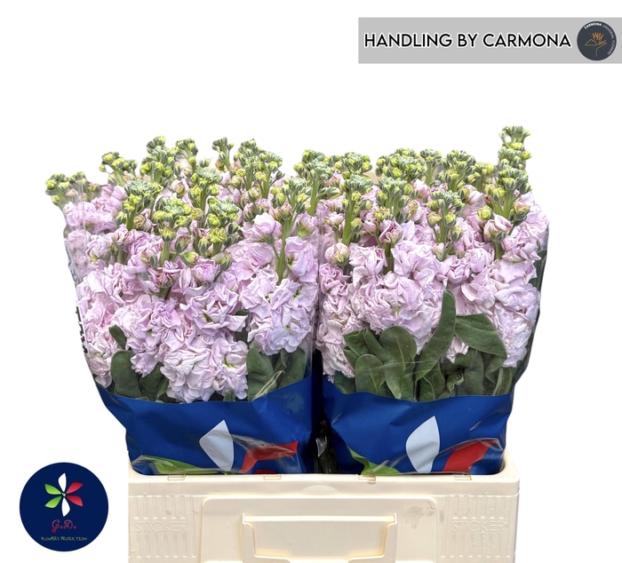 <h4>MATTH IRON CHERRY BL</h4>