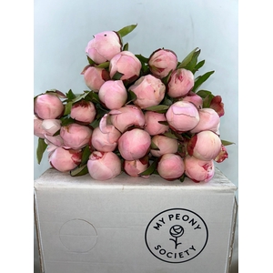 Paeonia Gardenia